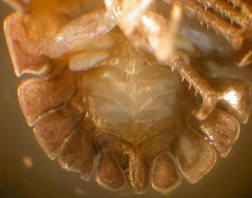 Armadillidium sp.