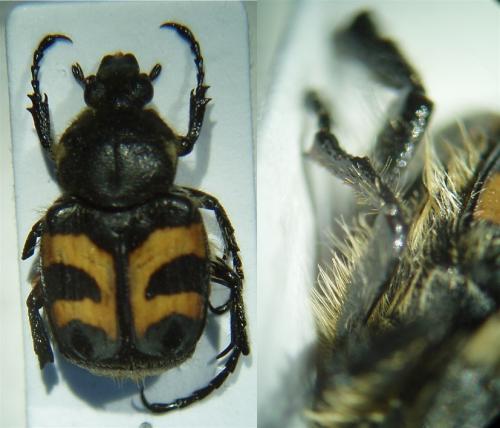Trichius fasciatus