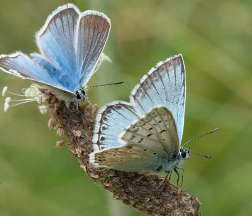 Réf. 49 600 : Polyommatus divers