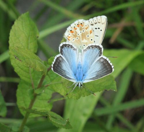 Polyommatus coridon