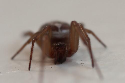 Réf. 49 370 : Steatoda nobilis