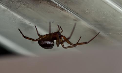 Réf. 49 372 : Steatoda nobilis