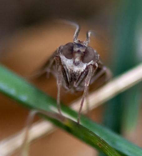 Nomophila noctuella