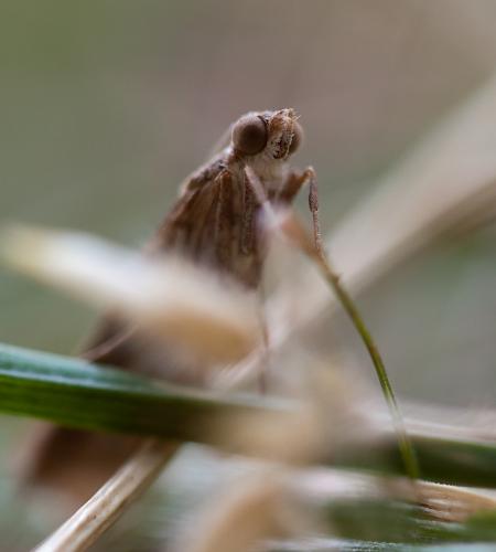 Nomophila noctuella