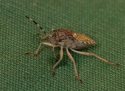 Rhaphigaster nebulosa