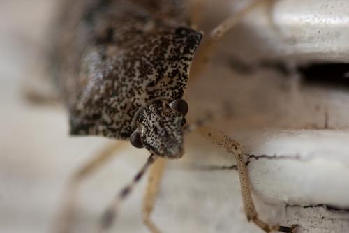 Réf. 49 319 : Rhaphigaster nebulosa