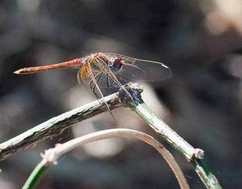 Sympetrum fonscolombii