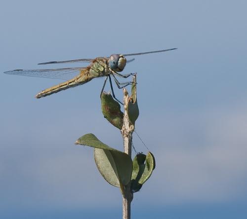 Réf. 49 456 : Sympetrum fonscolombii