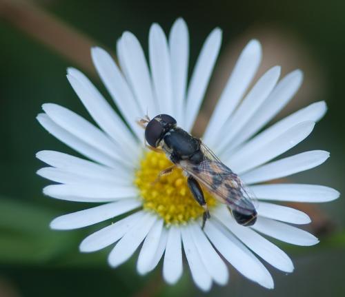 Réf. 49 595 : Syritta pipiens