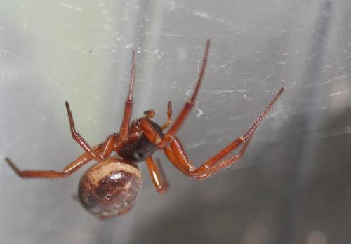 Réf. 49 373 : Steatoda nobilis