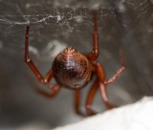 Réf. 49 371 : Steatoda nobilis
