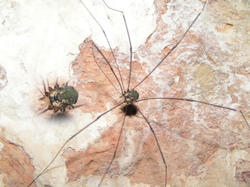 Leiobunum sp-a