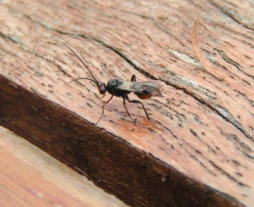 Dinocampus coccinellae