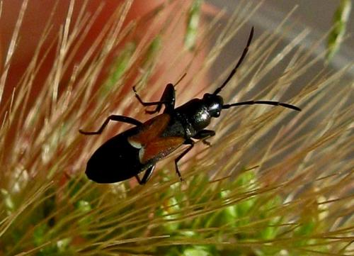 Réf. 49 197 : Pterotmetus staphyliniformis