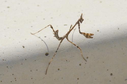 Réf. 49 438 : Empusa pennata