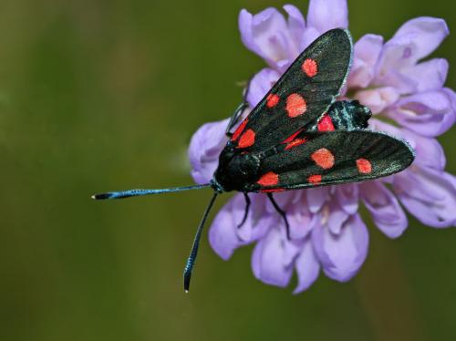 Zygaena ephialtes