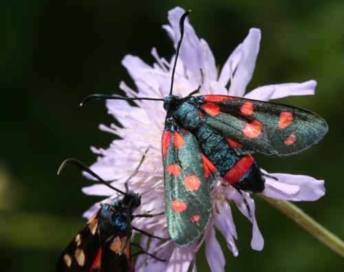 Zygaena ephialtes