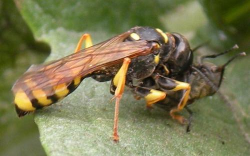 Réf. 49 753 : Mellinus arvensis
