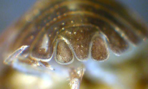 Réf. 49 044 : Armadillidium pallasii