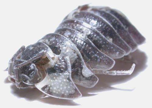 Armadillidium pallasii