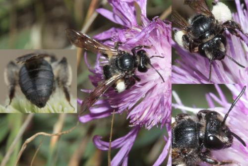 Andrena pilipes