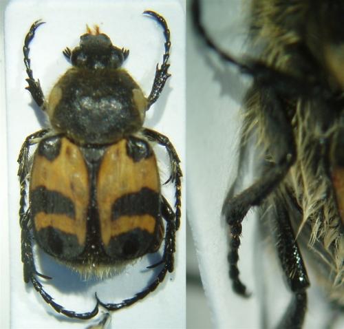 Trichius fasciatus