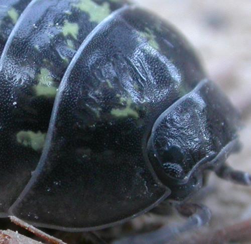 Armadillidium sp.