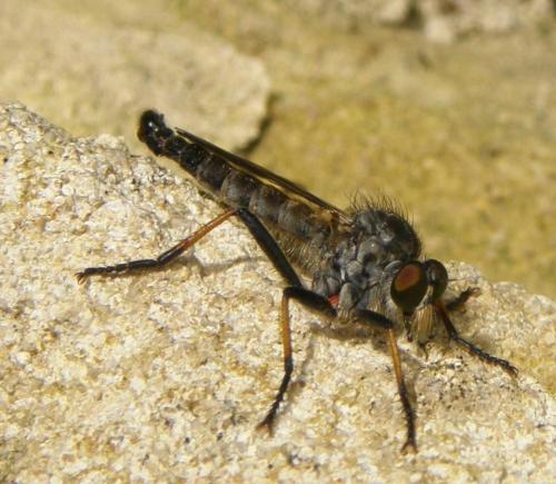 Neoitamus sp.