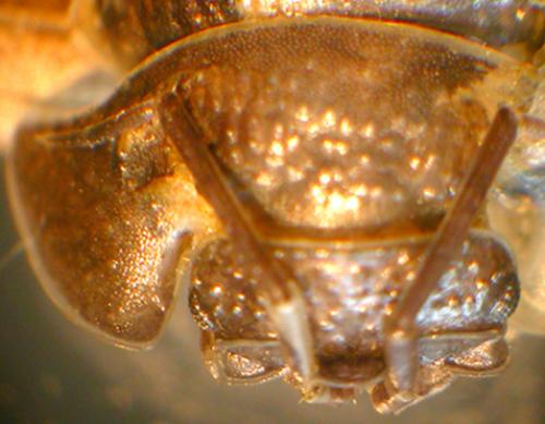 Réf. 49 045 : Armadillidium pallasii