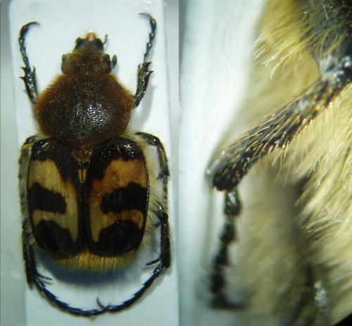 Réf. 49 924 : Trichius gallicus