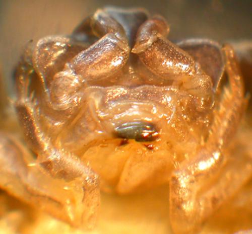 Armadillidium pallasii