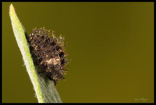 Réf. 49 458 : Chilocorus bipustulatus