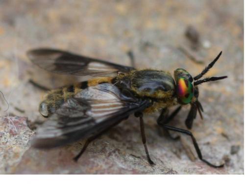 Chrysops viduatus