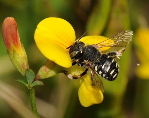Réf. 49 784 : Anthidium punctatum