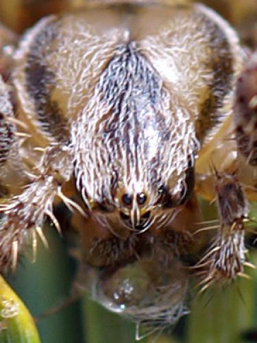 Araneus diadematus