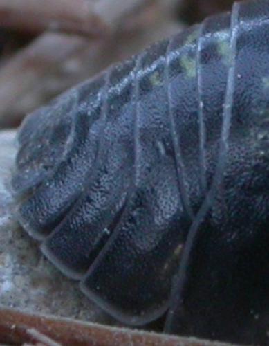 Armadillidium sp.