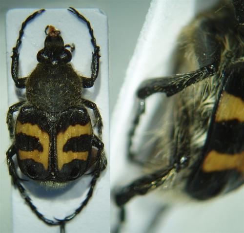 Trichius fasciatus