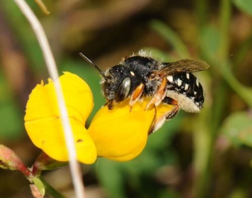 Réf. 49 783 : Anthidium punctatum