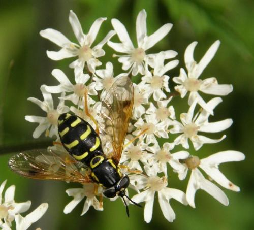 Réf. 49 537 : Chrysotoxum festivum