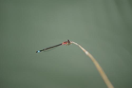 Ischnura elegans