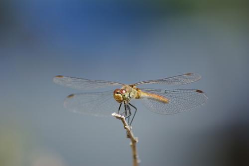 Sympetrum sp.