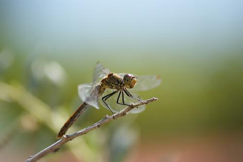 Sympetrum sp.