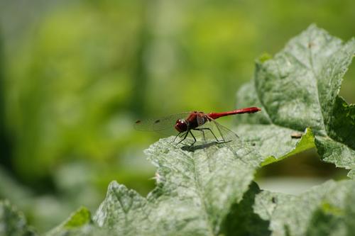 Sympetrum sanguineum
