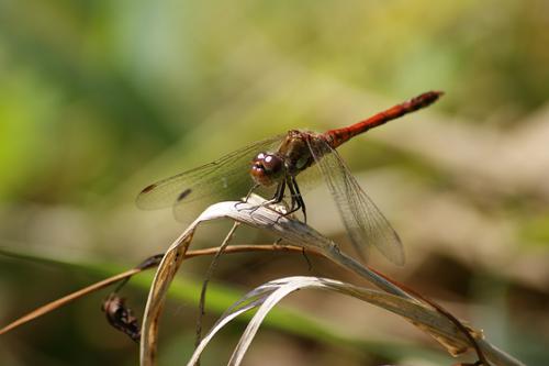 Sympetrum striolatum
