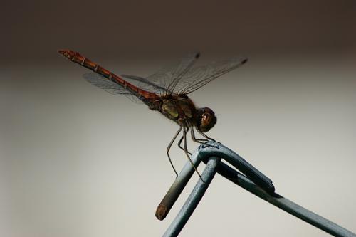 Sympetrum striolatum