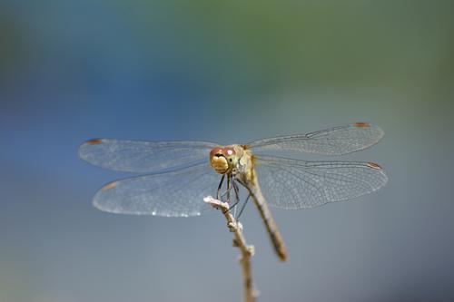 Réf. 49 757 : Sympetrum sp.
