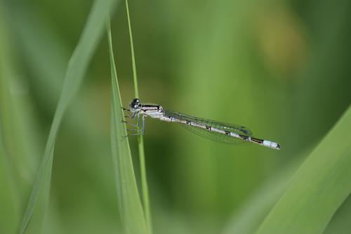 Enallagma cyathigerum