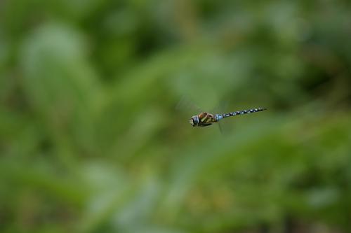 Aeshna mixta