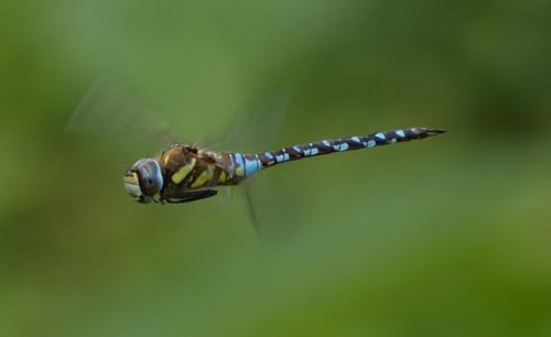 Réf. 49 842 : Aeshna mixta