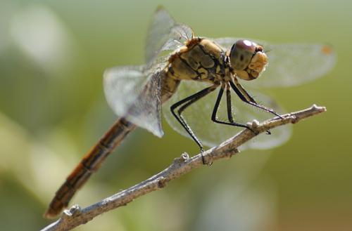 Réf. 49 851 : Sympetrum sp.